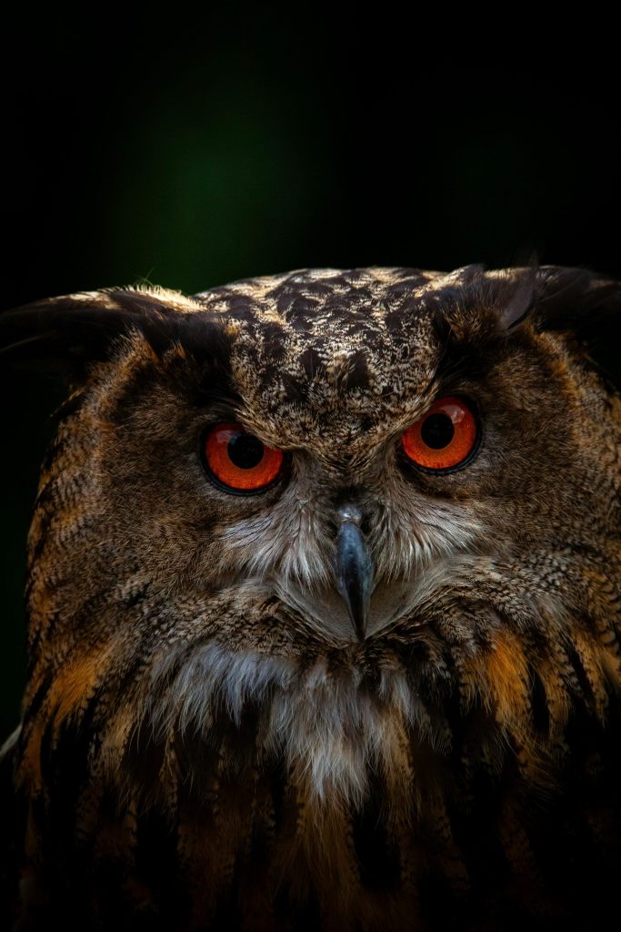 Intensive Nahaufnahme eines eurasischen Uhus mit auffälligen orangefarbenen Augen in natürlicher Umgebung.